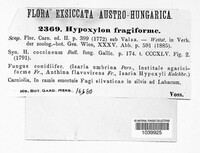 Hypoxylon fragiforme image